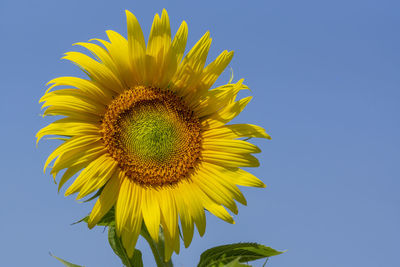 Low angle view of sunflower against blue sky