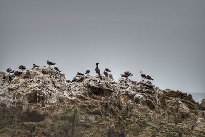 Low angle view of birds perching on rock