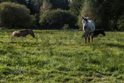 Horse on field