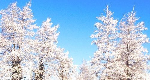 Low angle view of tree against clear blue sky