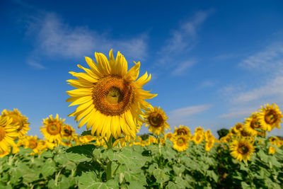 Close-up of yellow flowering plants against sky