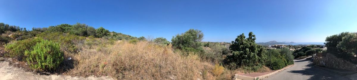 Panoramic shot of trees on landscape against clear blue sky