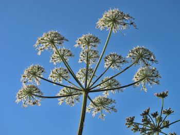 Low angle view of flowering plant against blue sky