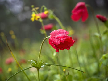 Close-up of red flowering plant