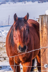 View of a horse standing in winter