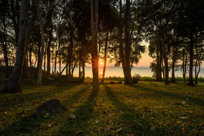 Trees on field against sky at sunset