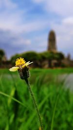 Close-up of honey bee on flower against sky