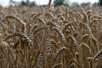 Close-up of wheat growing on field