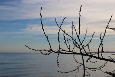 Close-up of bare tree against sea