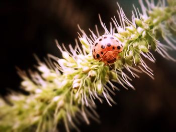 Close-up of insect on purple flower