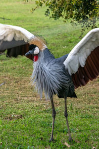 A crowned crane, or mahem, spreads its wings on a field