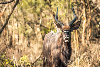 Portrait of deer in a forest