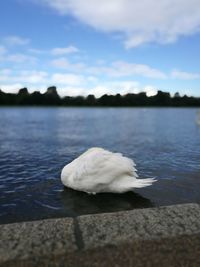 Close-up of swan on lake against sky