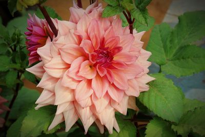 Close-up of pink dahlia blooming outdoors
