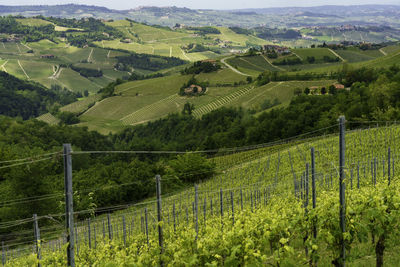 Scenic view of agricultural field
