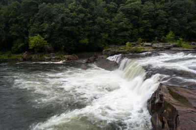 River flowing through forest