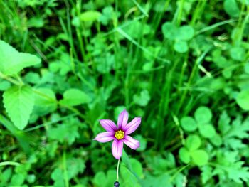 Close-up of purple flowers