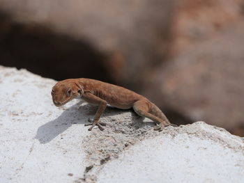 Close-up of lizard on rock