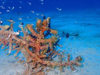 Fish swimming in sea