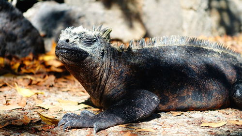 Close-up of lizard on rock