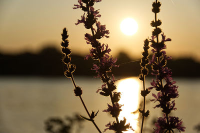 Close-up of flowering plants against sunset sky