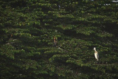 Birds perching on a tree