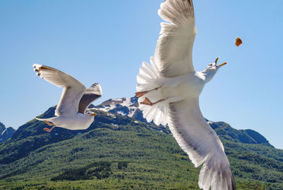 Low angle view of seagulls flying against clear sky