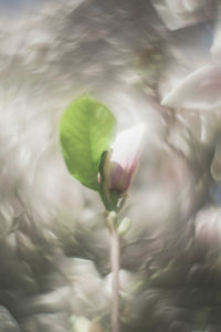 Close-up of flowering plant against lake