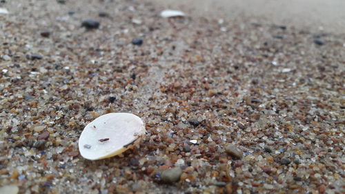 High angle view of crab on sand