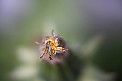 Close-up of wilted flower