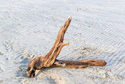 High angle view of lizard on sand