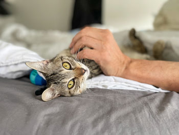 Close-up of cat lying on bed at home