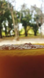 Close-up of water drops on tree