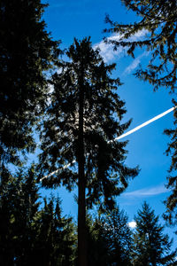 Low angle view of tree