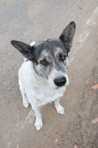 High angle portrait of dog standing outdoors