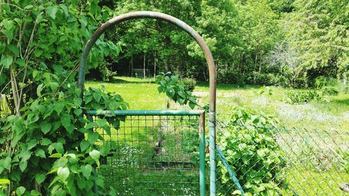 Plants and trees in park