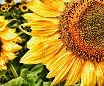 Close-up of sunflower blooming outdoors