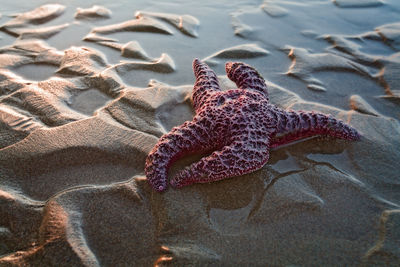 High angle view of starfish on beach