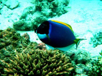 Fish swimming in sea