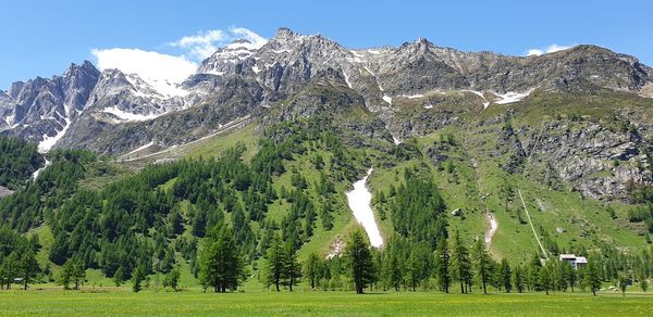 Scenic view of trees on field against sky
