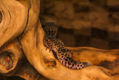 Cat lying in a zoo