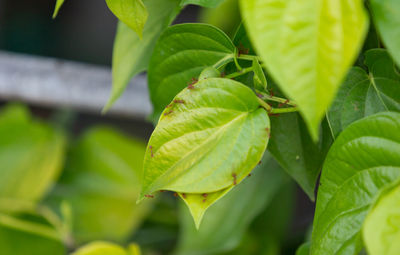 Close-up of fresh green leaves