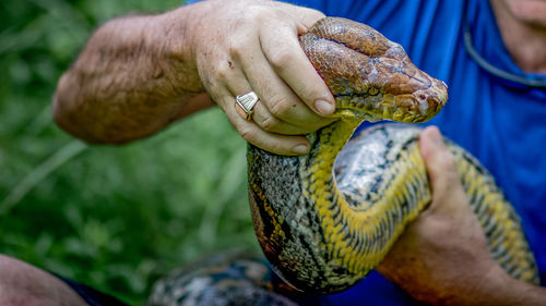 A big and ferocious python catches snakes by hand, beautiful striped boa in a fertile forest.