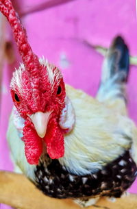 Close-up of a bird