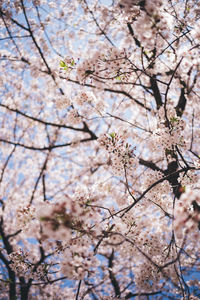 Low angle view of cherry blossom