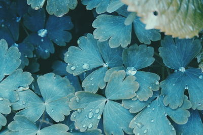 Full frame shot of wet plants