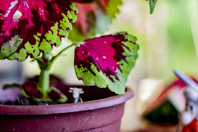 Close-up of pink flowering plant