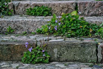 Purple flowers blooming on tree