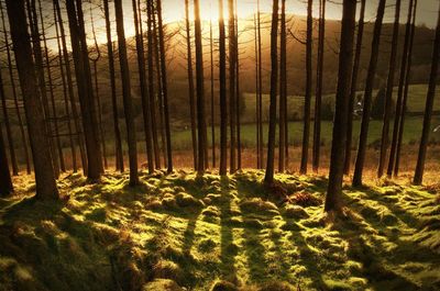 Trees at sunset