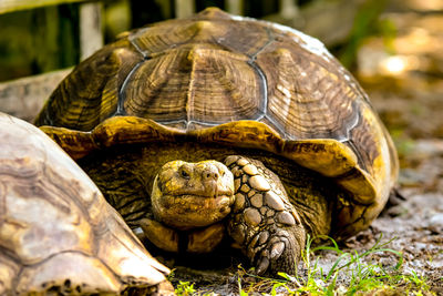 Close-up of a turtle